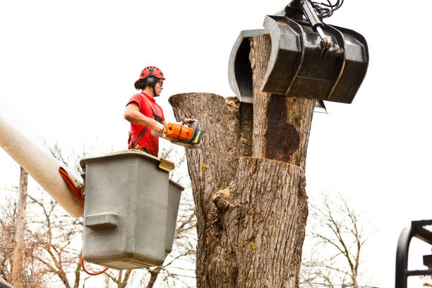 Tree and Shrub Care in Hartwell, GA